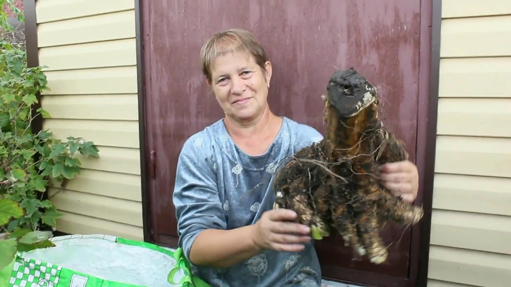 Могучий Сибирский хрен копаем в поле.mp4 смотреть онлайн