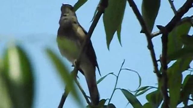 Соловей. Пение соловья, голос.  Утро. Nightingale singing. Morning