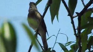 Соловей. Пение соловья, голос. Утро. Nightingale singing. Morning