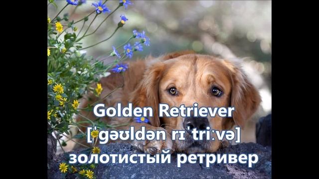 английский видеословарь породы собак