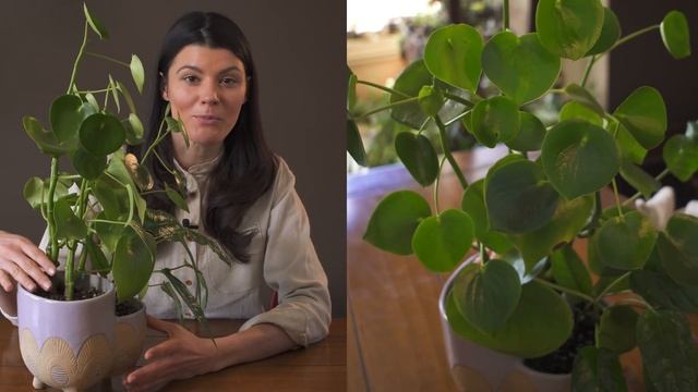 Peperomia polybotrya (Raindrop Peperomia) Houseplant Care — 29 of 365 смотреть онлайн