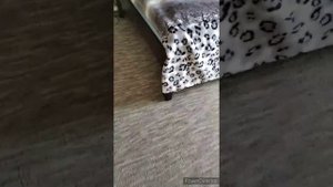 Что делать если у вас дома живёт нурпо??