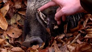 Driven wild boar hunting | Giant pigs rolling dead down the hills - Ultimate Hunting