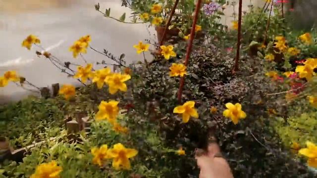 Биденс в кашпо. смотреть онлайн