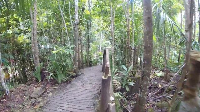 ФИЛИППИНЫ, Бохол ДОЛГОПЯТЫ | Шоколодные холмы | Bilar Eco Park-РУКОТВОРНЫЙ ЛЕС, Ноябрь 2022 ЧАСТЬ 3