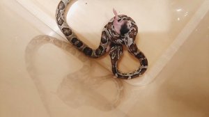 Маисовый полоз ест крысу