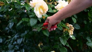 Уход за розами после первого цветения