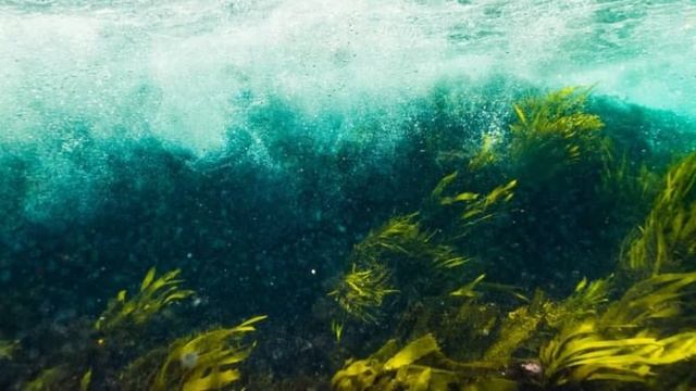 "Жидкие деревья" или водный биореактор смотреть онлайн