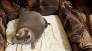 Фея и Нэся с озвучкой. Смотрите!