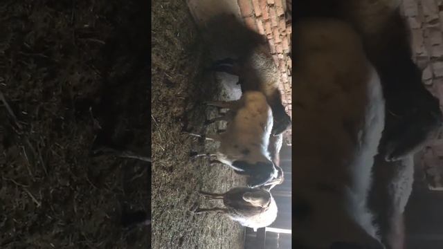 Гиссарский -Эдельбайские бараны! Кочкары!! смотреть онлайн