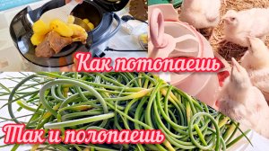 Мы с хозяйством - я довольна! | Вся еда со своего участка