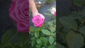 Розы от Татьяны,, московский питомник роз, Rosesfromtatiana.ru