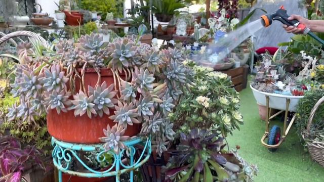Succulents Arrangement: How i Water my Succulent смотреть онлайн