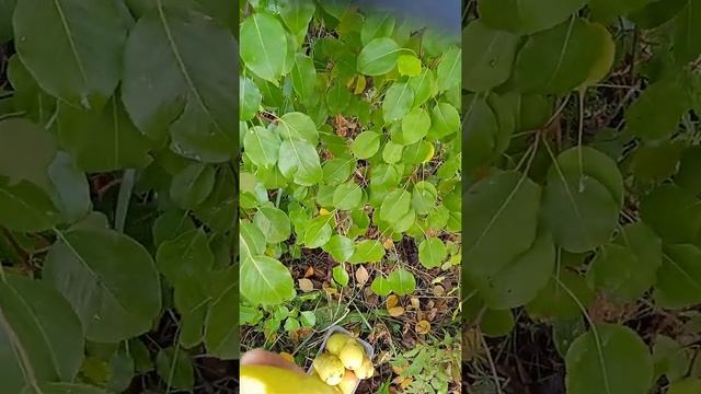 груша привитая на рябину смотреть онлайн