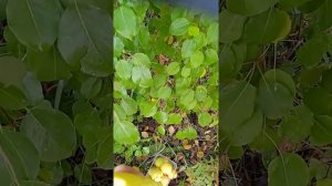 груша привитая на рябину