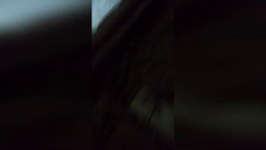 Загадка природы: как куриные яйца попали под крышу дома?