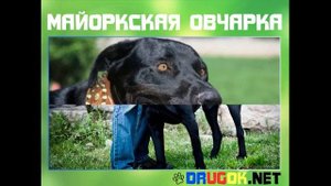 Майоркская овчарка