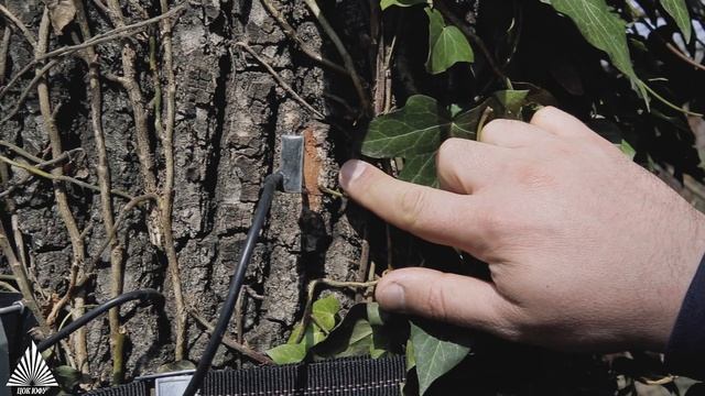 Смарт-технологии для деревьев: ЮФУ установил датчики для мониторинга состояния зеленых насаждений