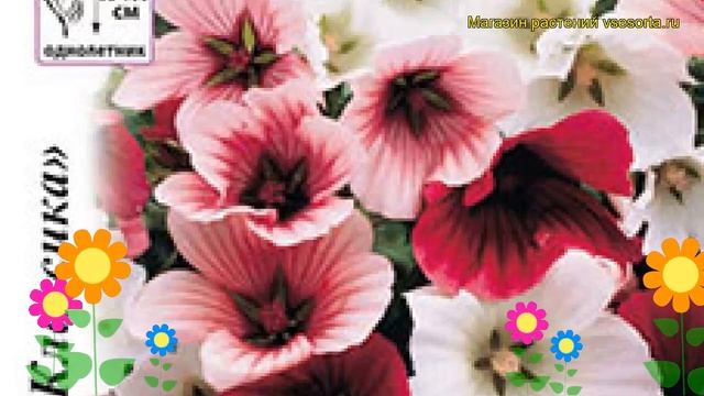 Малопа обыкновенная Глейсер. Краткий обзор описание характеристик где купить семена malope