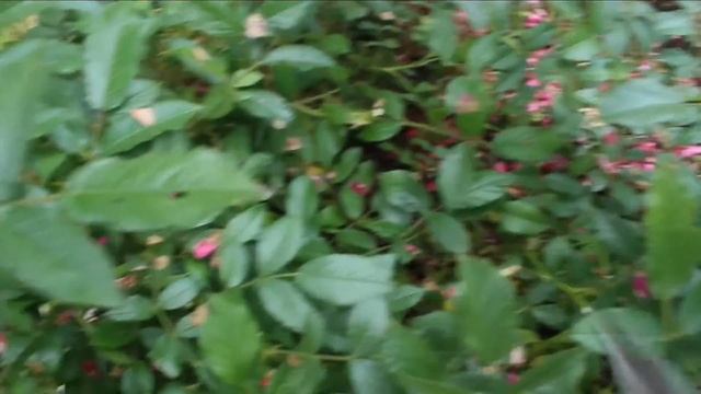 Промежуточная обрезка полиантовой розы. Роза Альберих (серия Семь гномов, 1954) Что вырезать в июле смотреть онлайн