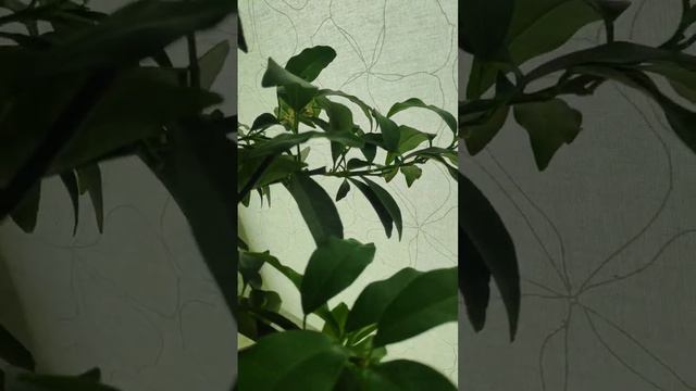 Кумкват Маргарита: фаза цветения. Kumquat Margarita: flowering phase. смотреть онлайн