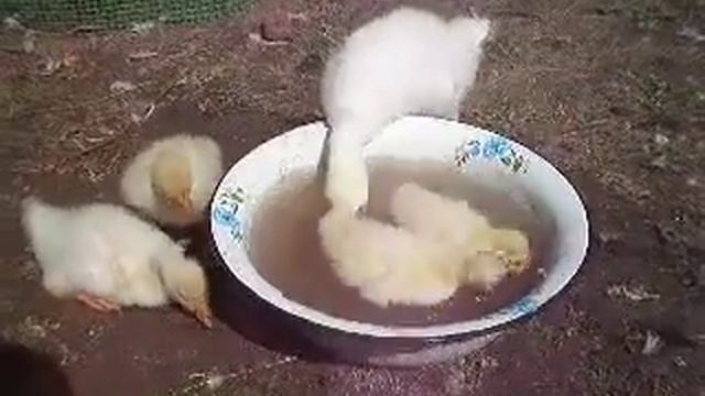 Гусята, 01.06.2010 смотреть онлайн