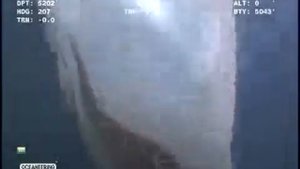 непонятное существо океана..strange creature of the ocean