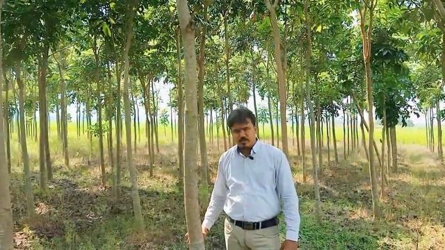 African Mahogany | Mahogany Tree | Swietenia Mahagoni - All Details (2020) смотреть онлайн