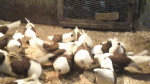 Николаевские мастные (краснобокие)