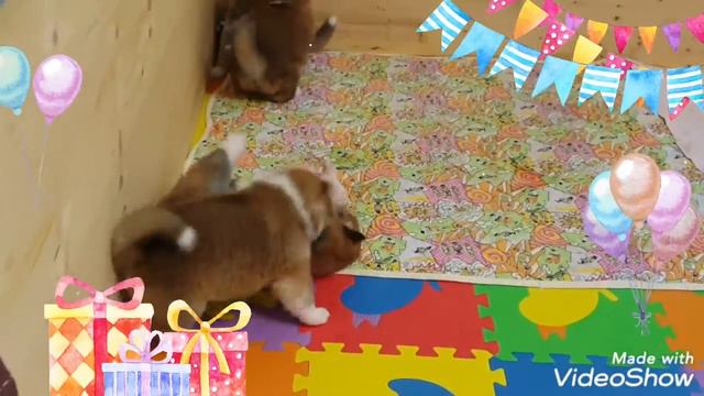 Щенки Акита-ину. Волгоград. смотреть онлайн