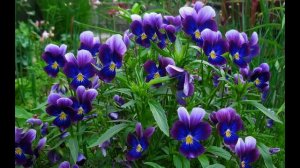 Цветущие растения для сада.Какие цветы посадить в саду.