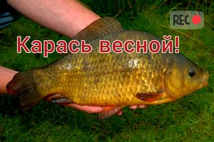 КАРАСЬ ВЕСНОЙ! Как ловить карася весной? Места, время и наживки для ловли карася весной