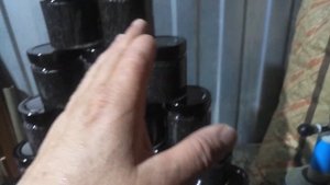 Стерлядь дома. Икра 2021.