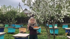 Что такое цветочная пыльца и как ее принимать.