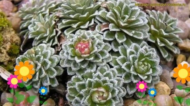 Камнеломка живучая Бобо. Краткий обзор, описание характеристик Saxifraga Arendsii Bobo