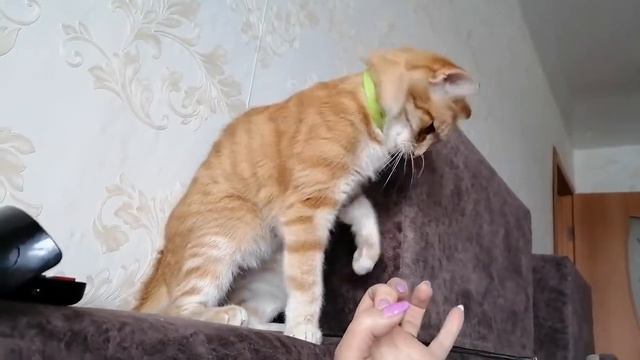 Впервые за пять лет получила щелчок по носу 😺 смотреть онлайн