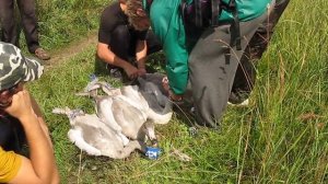 Ringing of whooper swans. Кольцевание лебедей-кликунов. (4)