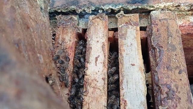 Пчёлы ОТШЕЛЬНИКИ видео отчёт. смотреть онлайн