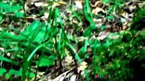 Грибы в лесу. Черные грузди и сыроежки чернеющие.