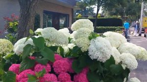 ГОРТЕНЗИЯ. ПОСАДИТЕ РАЗНЫЕ СОРТА В ОДНОМ САДУ!