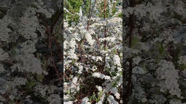 СПИРЕЯ , СПИРЕЯ ТУНБЕРГА идеальна для живой изгороди #спирея #изгородь #кустарник #живаяизгородь смотреть онлайн
