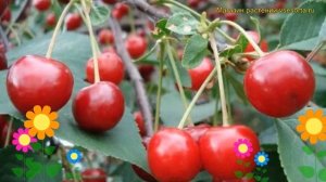 Вишнево-черешневый гибрид Превосходная Вельяминова. Краткий обзор дюк Prevoshodnaia Veniaminova