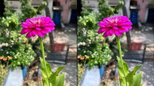 Realme 11 Pro Plus vs Oneplus 10R Camera Comparison