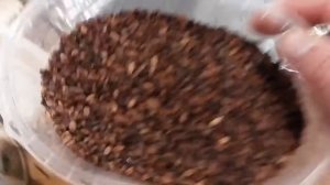 Приготовление специального солода в домашних условиях.