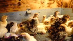 Куры ДОМИНАНТ с цветным яйцом . Новая партия индюшат \\ VLOG 17 \\ Мое хозяйство