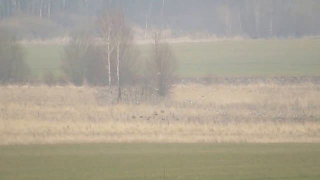 Журавлиная родина. Птицы смотреть онлайн