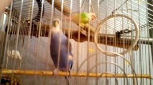 Попугай говорит! | Волнистый попугай говорит!