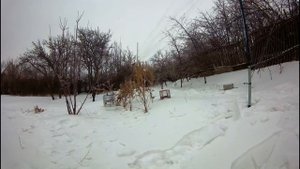 Ловля щеглов, чижей , чечеток! Ловля певчих птиц! Songbird catching!