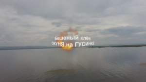 Бешеный клев окуня