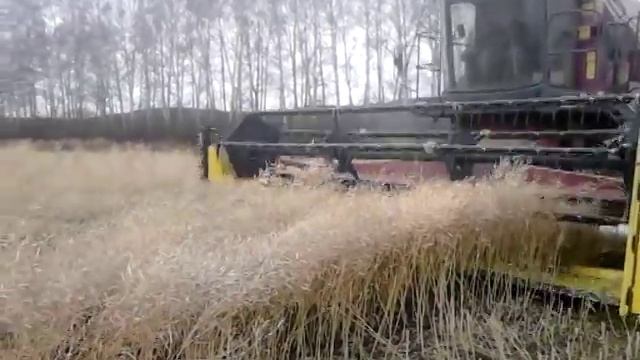 Рапс от Рапуль гибрид Сальса уборка с рапсовым столом
